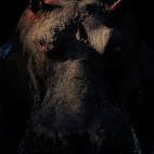 Hippo in South Luangwa National Park, Zambia.