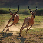 Impala in South Luangwa National Park, Zambia.