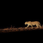 Leopard in South Luangwa National Park, Zambia.