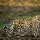 Leopard in South Luangwa National Park, Zambia.