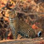 Leopard in South Luangwa National Park, Zambia.