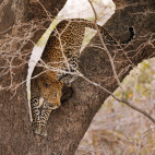 Leopard in South Luangwa National Park, Zambia.