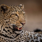 Leopard in South Luangwa National Park, Zambia.