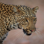 Leopard in South Luangwa National Park, Zambia.