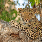 Leopard in South Luangwa National Park, Zambia.