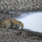 Leopard in South Luangwa National Park, Zambia.