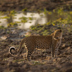 Leopard in South Luangwa National Park, Zambia.