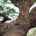 Leopard in South Luangwa National Park, Zambia.