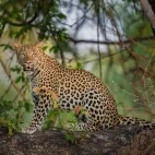 Leopard in South Luangwa National Park, Zambia.