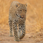 Leopard in South Luangwa National Park, Zambia.