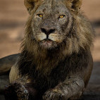 Lion in South Luangwa National Park, Zambia.