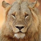 Lion in South Luangwa National Park, Zambia.