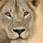 Lion in South Luangwa National Park, Zambia.