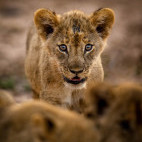 Lion cub in South Luangwa National Park, Zambia.