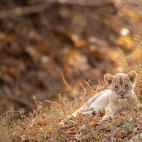 Lion cub in South Luangwa National Park, Zambia.