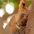 Lion cub in South Luangwa National Park, Zambia.