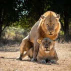 Lion in South Luangwa National Park, Zambia.
