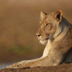 Lioness in South Luangwa National Park, Zambia.