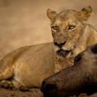 Lioness in South Luangwa National Park, Zambia.
