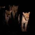Lions in South Luangwa National Park, Zambia.