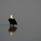 African fish eagle in South Luangwa National Park, Zambia.