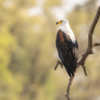 African fish eagle in South Luangwa National Park, Zambia.
