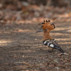 African hoopoe in South Luangwa National Park, Zambia.