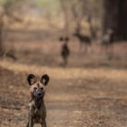 African wild dog in South Luangwa National Park, Zambia.