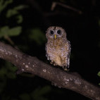 African wood owl in South Luangwa National Park, Zambia.