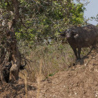 African buffalo in South Luangwa National Park, Zambia.