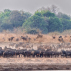 Buffalo herd in South Luangwa National Park, Zambia.