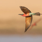 Carmine bee-eater in South Luangwa National Park, Zambia.