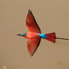Carmine bee-eater in South Luangwa National Park, Zambia.