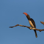 Crowned hornbill in South Luangwa National Park, Zambia.