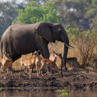 Elephant and impala in South Luangwa National Park, Zambia.