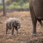 Elephant in South Luangwa National Park, Zambia.