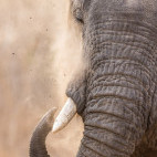 Elephant in South Luangwa National Park, Zambia.