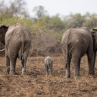 Elephants in South Luangwa National Park, Zambia.