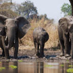 Elephant herd in South Luangwa National Park, Zambia.