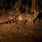 Genet in South Luangwa National Park, Zambia.