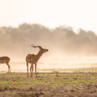 Impala in South Luangwa National Park, Zambia.