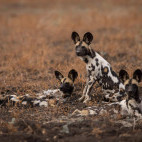 Wild dogs in South Luangwa National Park, Zambia.