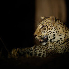 Leopard in South Luangwa National Park, Zambia.