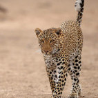 Leopard in South Luangwa National Park, Zambia.
