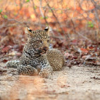 Leopard cub in South Luangwa National Park, Zambia.