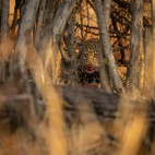 Leopard in South Luangwa National Park, Zambia.