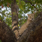 Leopard in South Luangwa National Park, Zambia.