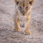 Lion cub in South Luangwa National Park, Zambia.