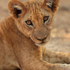 Lion cub in South Luangwa National Park, Zambia.