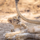 Lion cub in South Luangwa National Park, Zambia.